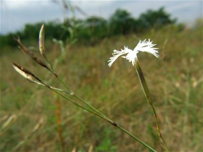 Dianthus serotinus photo