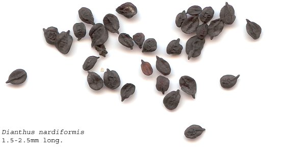 Self made scan of the seeds of Dianthus nardiformis made 01/06/2008. photo