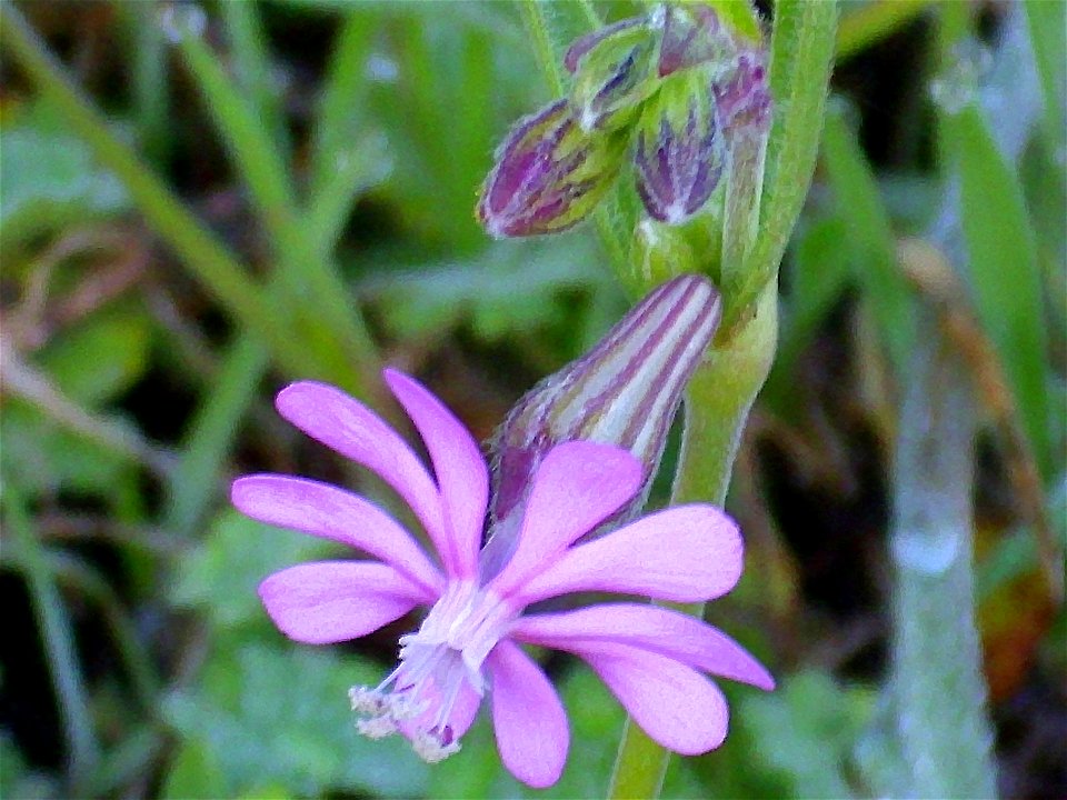 Silene littorea close up, Campo de Calatrava, Spain