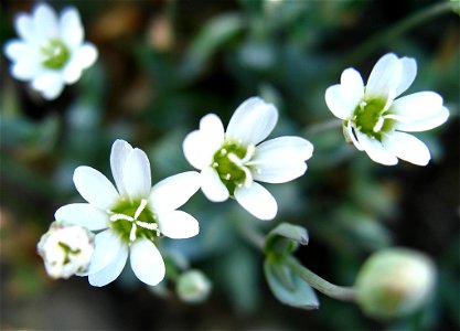Long-stalk starwort (Stellaria longipes) photographed near eastern beach in Kangersuatsiaq, Greenland.