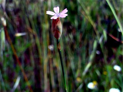 {{Petrorhagia nanteuilii flower close up, Dehesa Boyal de Puertollano, Spain}} photo
