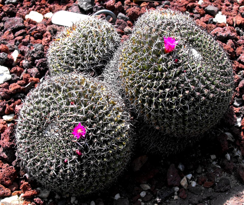 Mammillaria mystax at the Huntington Library & Botanical Gardens in San Marino, California, USA. Identified by sign as Mammillaria casoi.