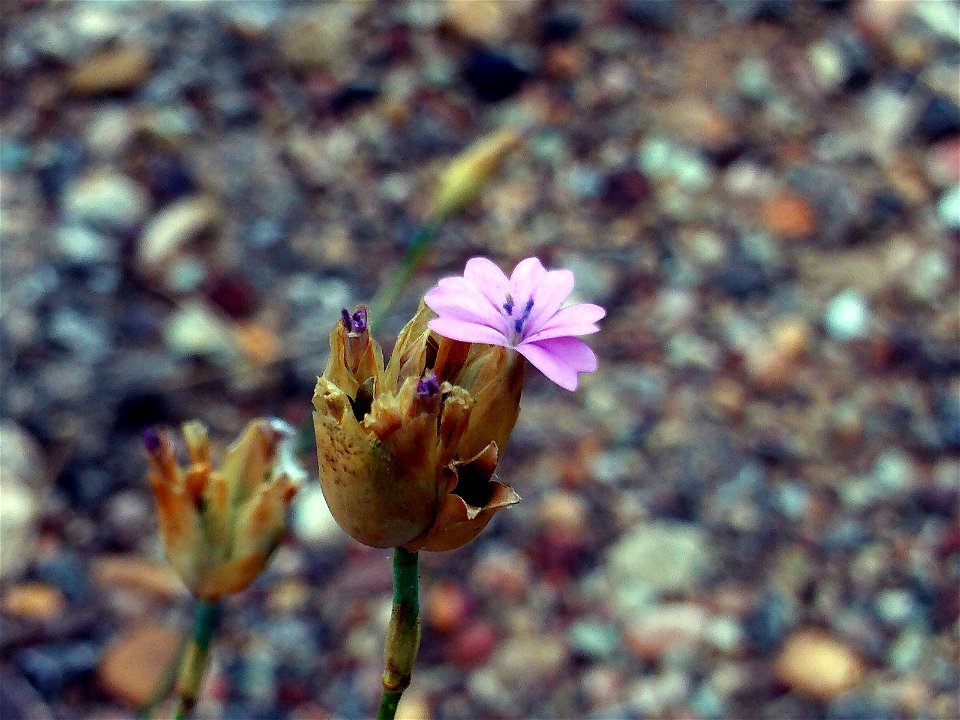 {{Petrorhagia nanteuilii flower close up, Dehesa Boyal de Puertollano, Spain}}