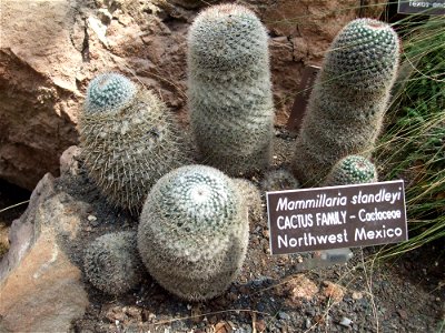 A photograph of Mammillaria standleyi.