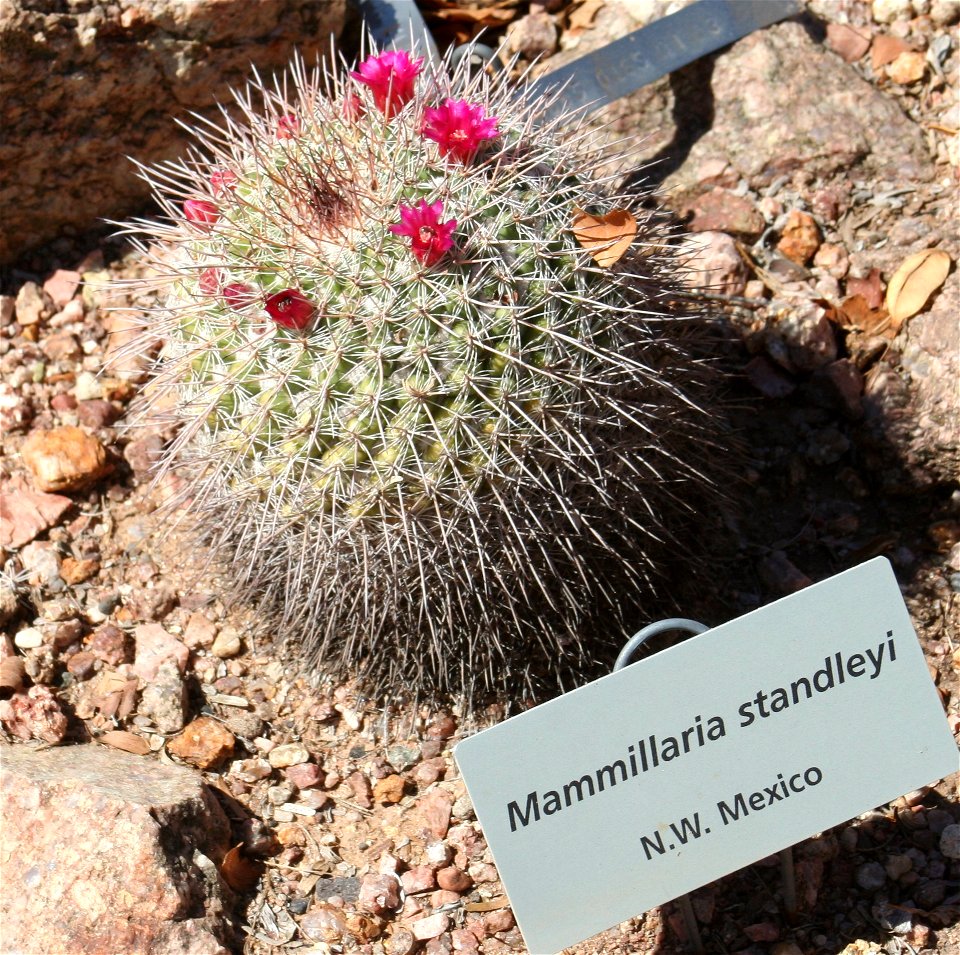 Mammillaria standleyi; native to the Chihuahuan Desert, in Sonora, Sinaloa, and Chihuahua in northern Mexico.  

Photographed at the Desert Botanical Garden, Phoenix, AZ.