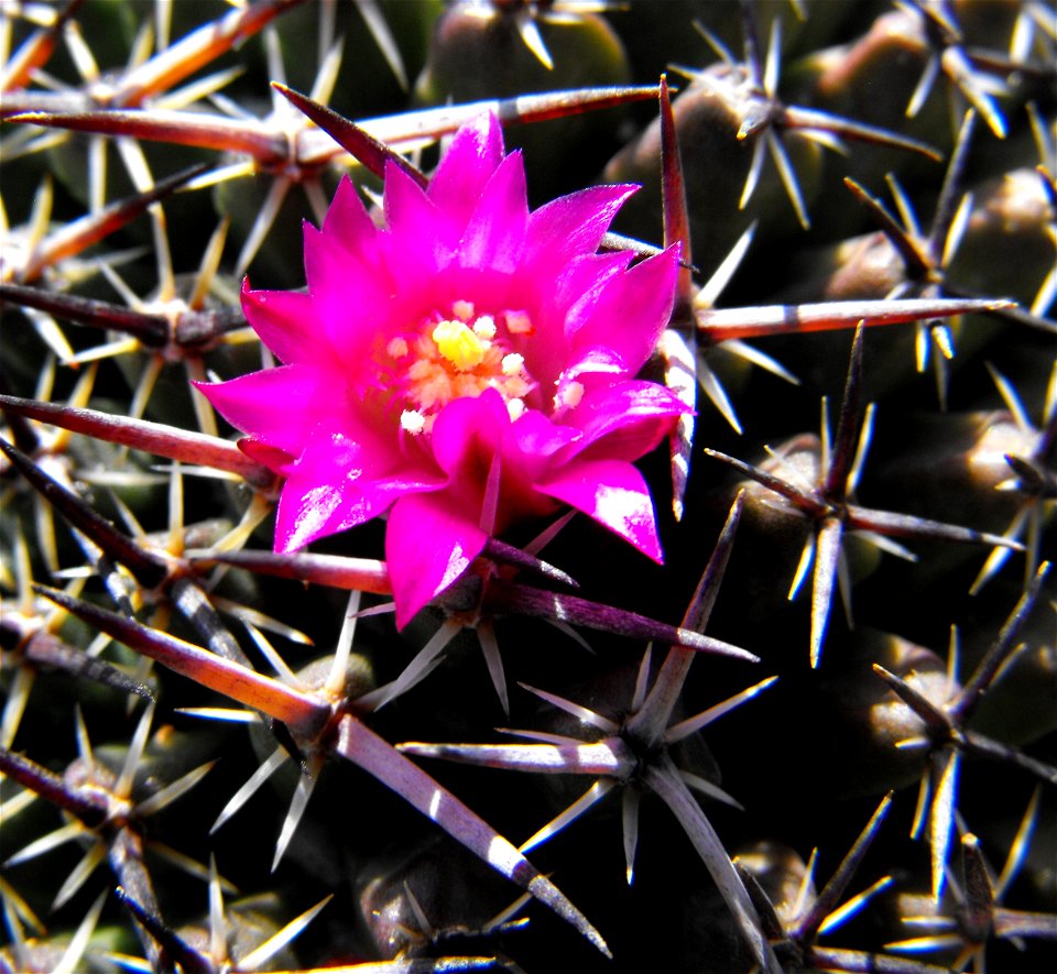 Mammillaria mystax at the Huntington Library & Botanical Gardens in San Marino, California, USA. Identified by sign as Mammillaria casoi.