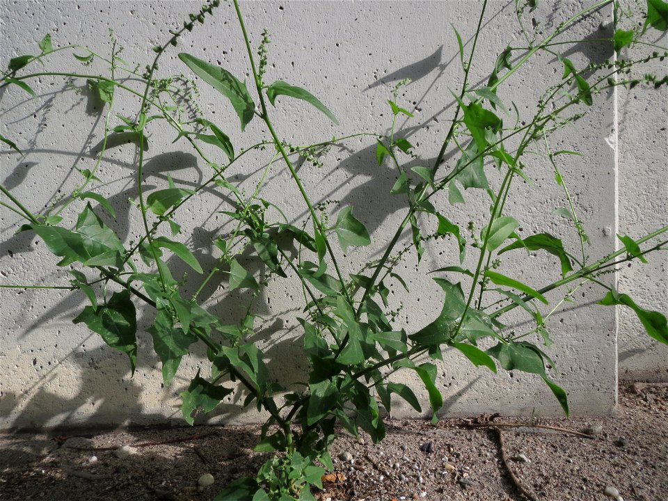 Glanz-Melde (Atriplex sagittata) an der A61 bei Hockenheim