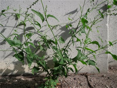 Glanz-Melde (Atriplex sagittata) an der A61 bei Hockenheim