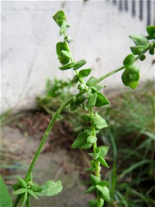 Glanz-Melde (Atriplex sagittata) an der A61 bei Hockenheim