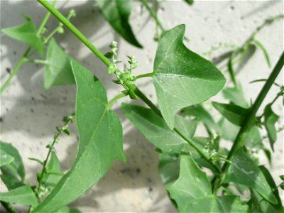 Glanz-Melde (Atriplex sagittata) an der A61 bei Hockenheim