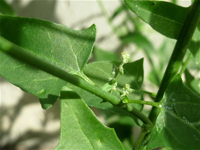 Glanz-Melde (Atriplex sagittata) an der A61 bei Hockenheim