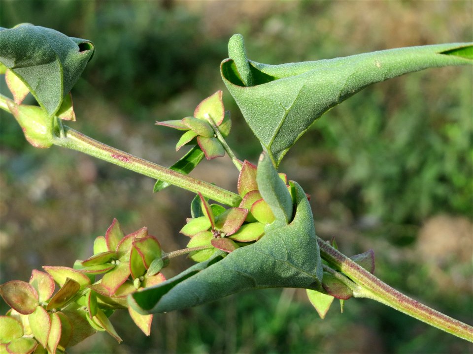 Spieß-Melde (Atriplex sagittata) in Hockenheim-Talhaus