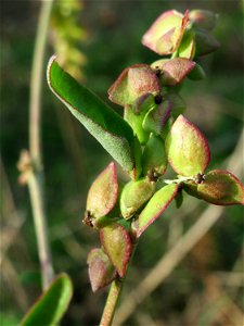 Spieß-Melde (Atriplex sagittata) in Hockenheim-Talhaus