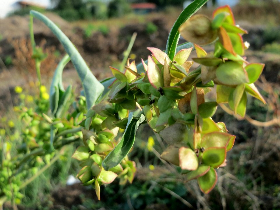 Spieß-Melde (Atriplex sagittata) in Hockenheim-Talhaus