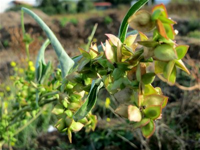 Spieß-Melde (Atriplex sagittata) in Hockenheim-Talhaus