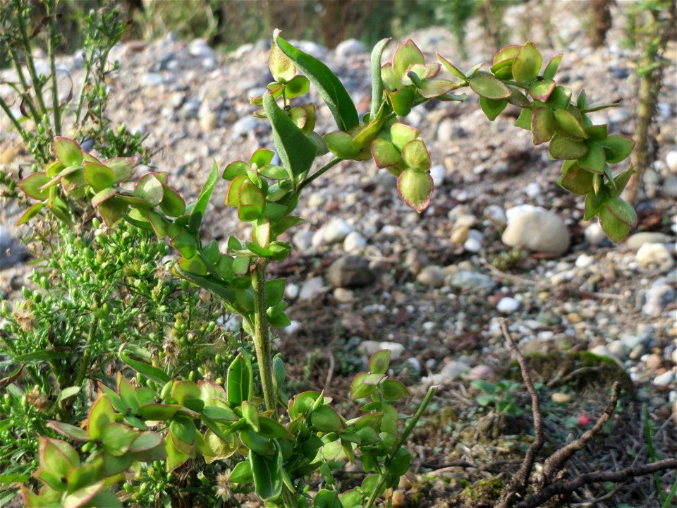 Spieß-Melde (Atriplex sagittata) in Hockenheim-Talhaus