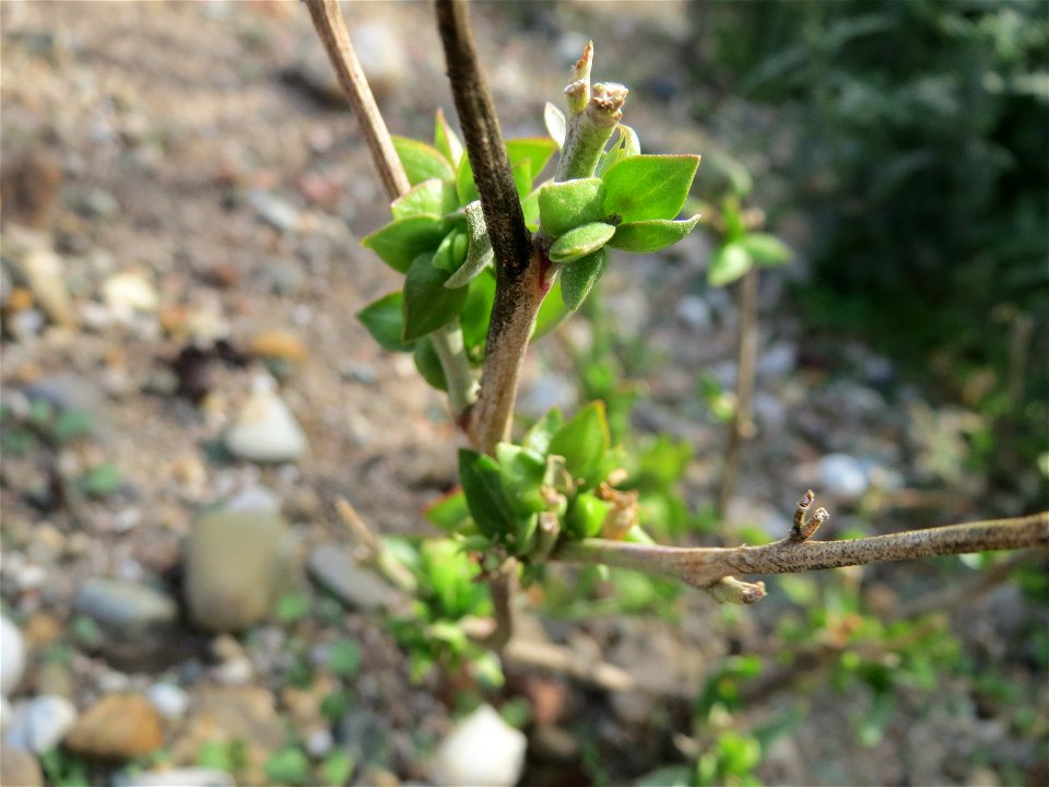 Spieß-Melde (Atriplex sagittata) in Hockenheim-Talhaus
