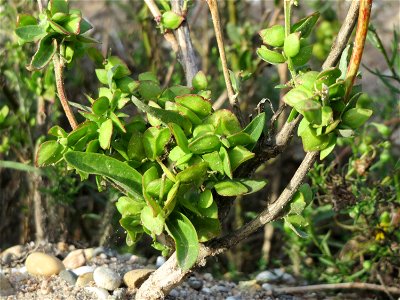 Spieß-Melde (Atriplex sagittata) in Hockenheim-Talhaus