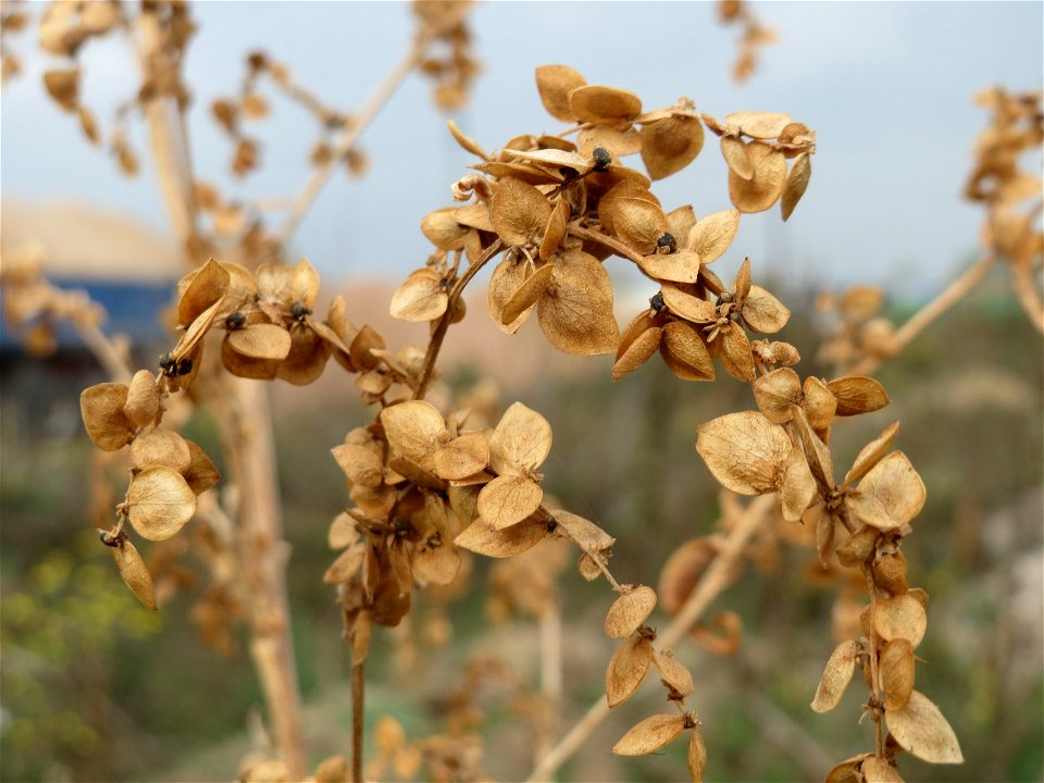 Glanz-Melde (Atriplex sagittata) in Hockenheim-Talhaus