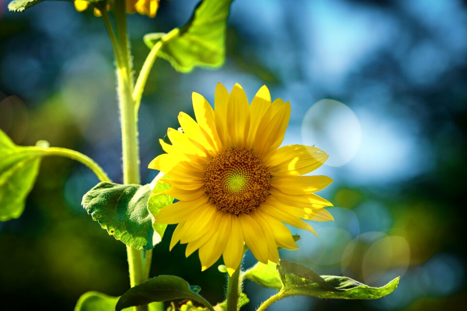 Nature bokeh bloom