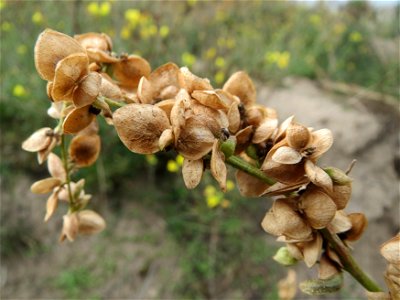 Glanz-Melde (Atriplex sagittata) in Hockenheim-Talhaus