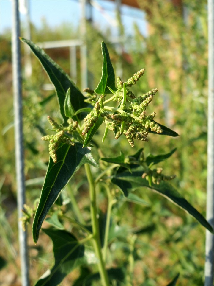 Glanz-Melde (Atriplex sagittata) in Hockenheim-Talhaus
