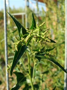 Glanz-Melde (Atriplex sagittata) in Hockenheim-Talhaus