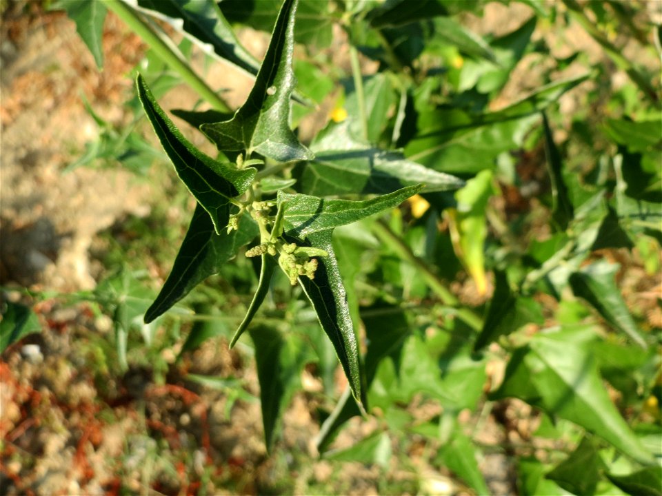 Glanz-Melde (Atriplex sagittata) in Hockenheim-Talhaus