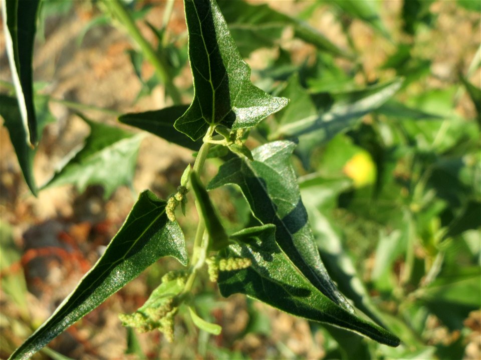 Glanz-Melde (Atriplex sagittata) in Hockenheim-Talhaus
