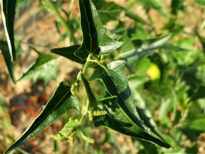 Glanz-Melde (Atriplex sagittata) in Hockenheim-Talhaus