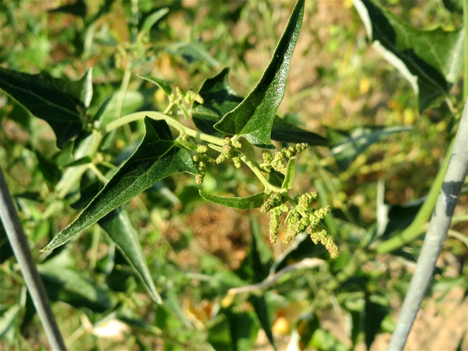Glanz-Melde (Atriplex sagittata) in Hockenheim-Talhaus - auf den Ruderalflächen im Industriegebiet tummeln sich etliche eingeschleppte Pflanzen