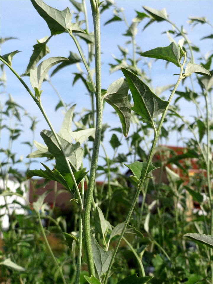 Glanz-Melde (Atriplex sagittata) - invasiv am Messplatz in Hockenheim