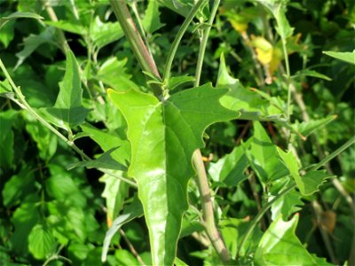 Glanz-Melde (Atriplex sagittata) - invasiv am Messplatz in Hockenheim
