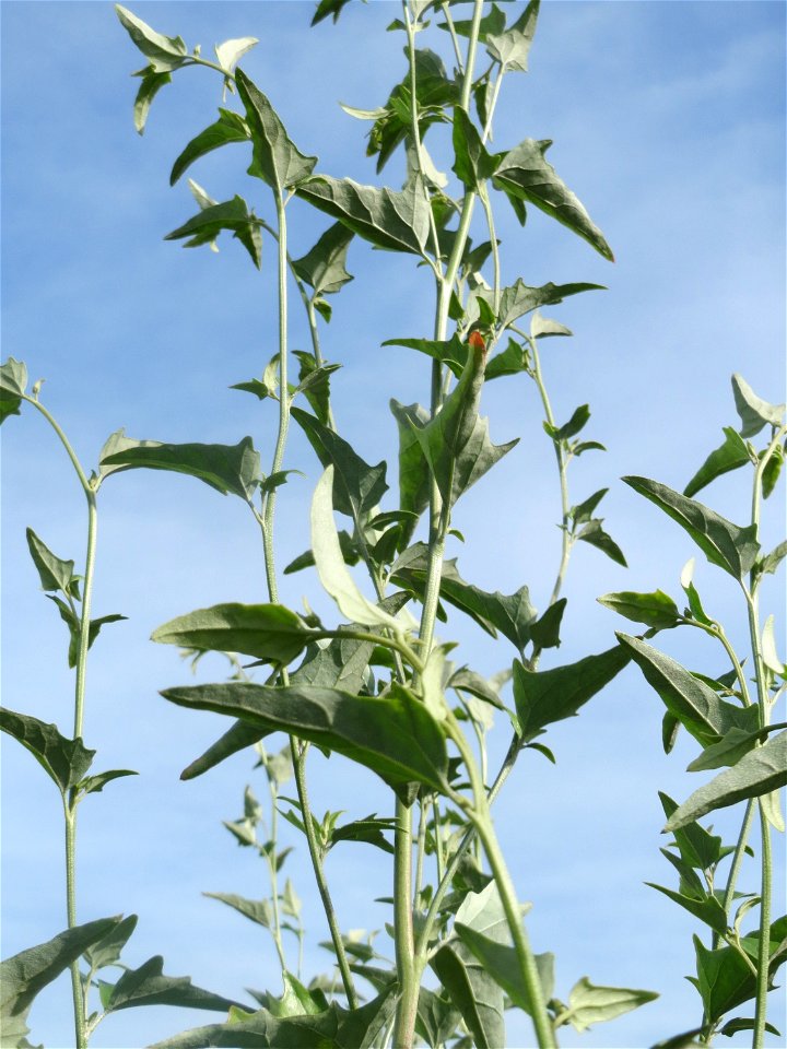Glanz-Melde (Atriplex sagittata) - invasiv am Messplatz in Hockenheim