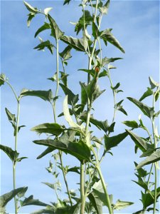 Glanz-Melde (Atriplex sagittata) - invasiv am Messplatz in Hockenheim