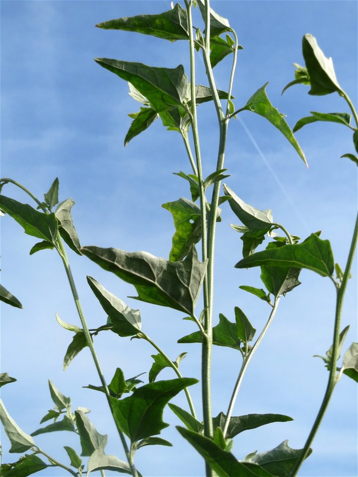 Glanz-Melde (Atriplex sagittata) - invasiv am Messplatz in Hockenheim