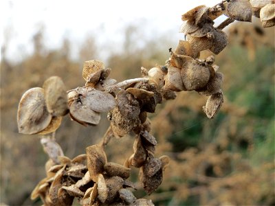 Glanz-Melde (Atriplex sagittata) auf einem Sandhügel bei Hockenheim (Gemarkung Reilingen)