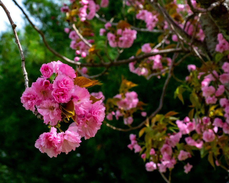 Nature tree cherry