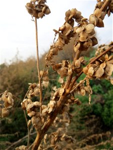 Glanz-Melde (Atriplex sagittata) auf einem Sandhügel bei Hockenheim (Gemarkung Reilingen)