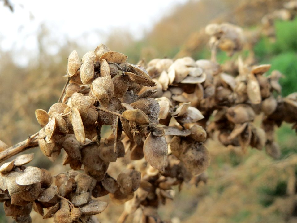 Glanz-Melde (Atriplex sagittata) auf einem Sandhügel bei Hockenheim (Gemarkung Reilingen)