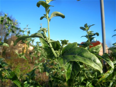 Glanz-Melde (Atriplex sagittata) - invasiv am Messplatz in Hockenheim