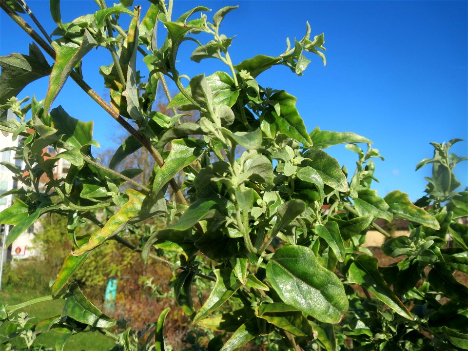 Glanz-Melde (Atriplex sagittata) - invasiv am Messplatz in Hockenheim