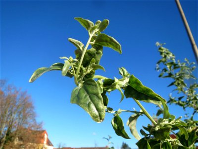 Glanz-Melde (Atriplex sagittata) - invasiv am Messplatz in Hockenheim