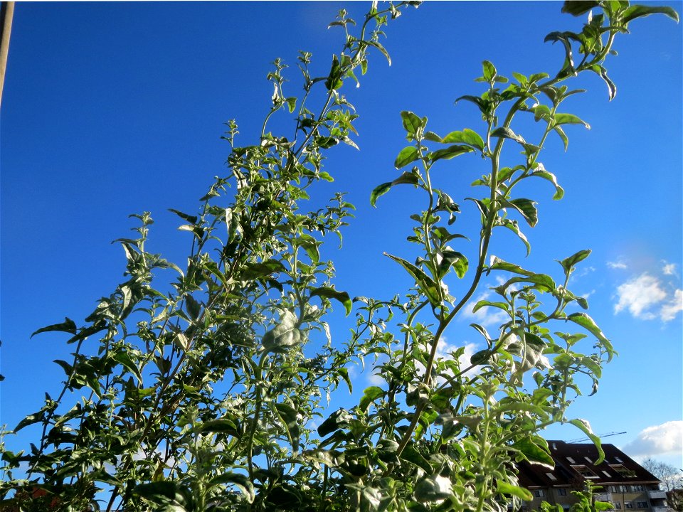 Glanz-Melde (Atriplex sagittata) - invasiv am Messplatz in Hockenheim