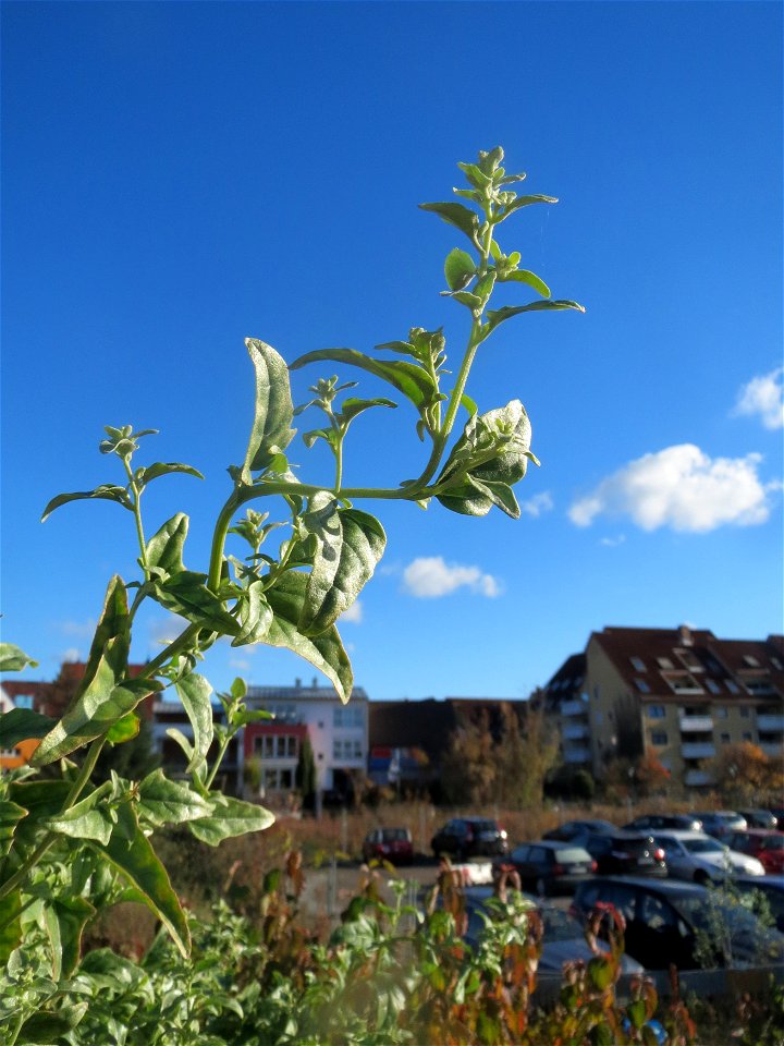 Glanz-Melde (Atriplex sagittata) - invasiv am Messplatz in Hockenheim