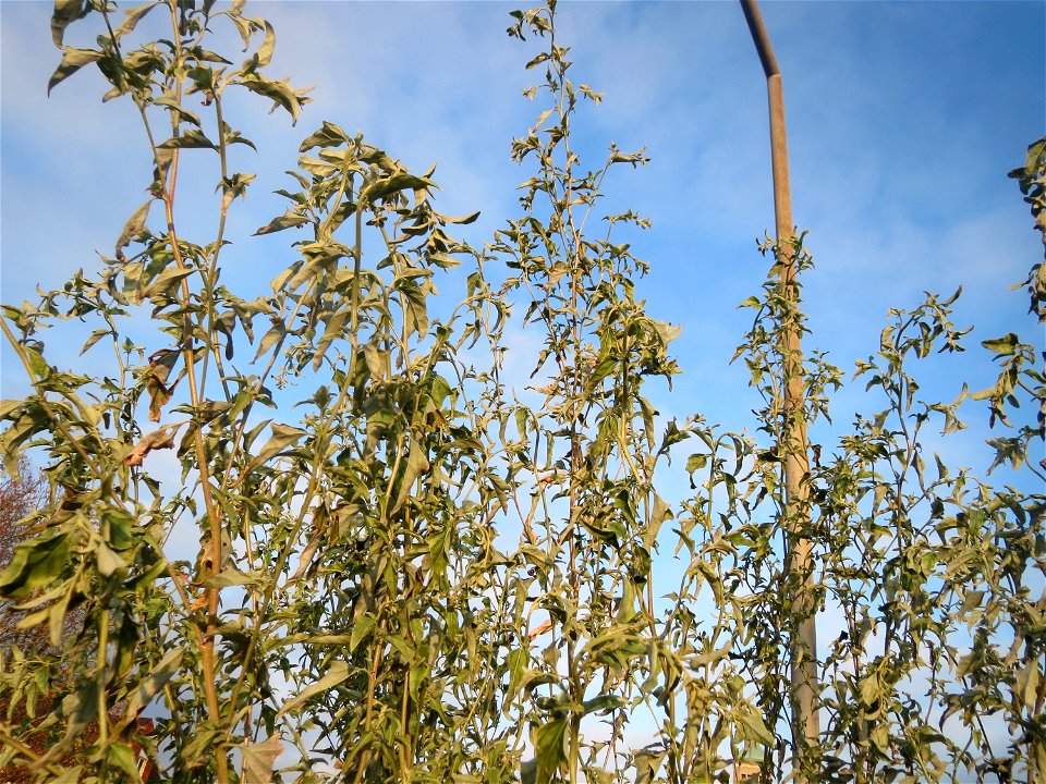 Glanz-Melde (Atriplex sagittata) - invasiv am Messplatz in Hockenheim