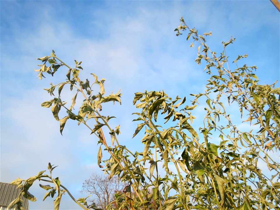 Glanz-Melde (Atriplex sagittata) - invasiv am Messplatz in Hockenheim