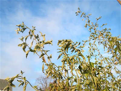 Glanz-Melde (Atriplex sagittata) - invasiv am Messplatz in Hockenheim