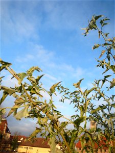 Glanz-Melde (Atriplex sagittata) - invasiv am Messplatz in Hockenheim