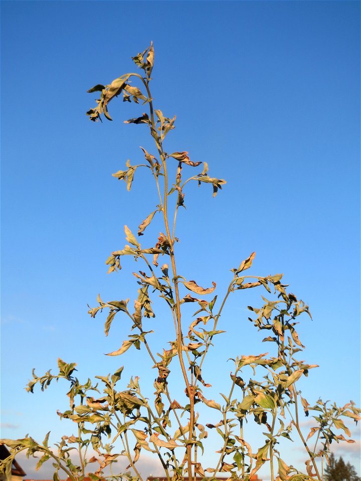 Glanz-Melde (Atriplex sagittata) - invasiv am Messplatz in Hockenheim
